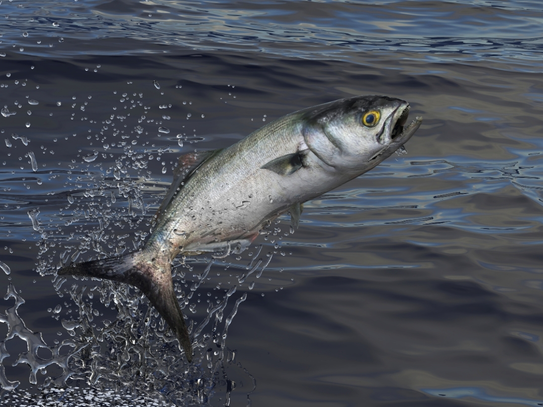 Bluefish (Lüfer) of the Bosphorus