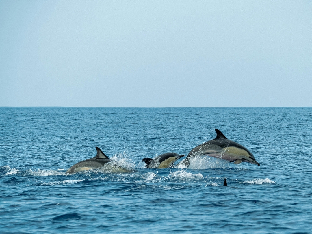 Dolphins swimming in Bosphorus